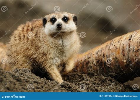 meerkat mini excavator|Meerkat Excavators: A Busy Clan Digging into the Earth.